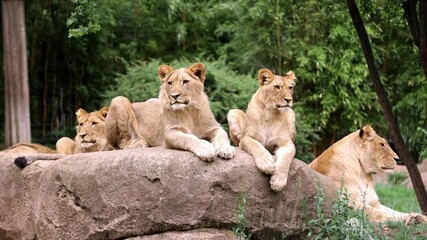 Close-up. A group of incredibly beautiful lions lie on a stone in their area and inspect the territory.