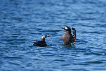 ケイマフリ　天売島　北海道の可愛い野鳥