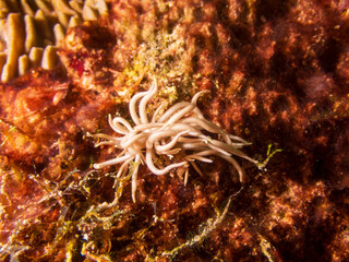 Graceful Yellow-Tipped Phyllodesmium (Phyllodesmium briareum), nudibranch with yellow-tipped cerata near Bohol, Philippines.  A true marvel of marine biodiversity. Underwater photography and travel.