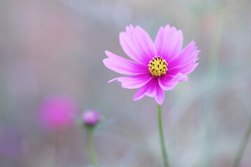 Obraz premium 秋の野原に咲くピンクのコスモス