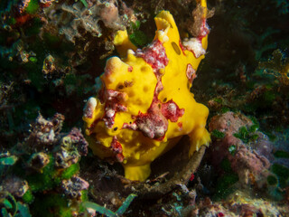 In the coral reefs off Bohol Island, Philippines, the Yellow Warty Frogfish (Antennarius maculatus). A master of disguise, this quirky fish awaits unsuspecting prey. Underwater photography and travel.