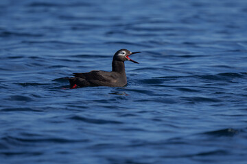 ケイマフリ　天売島　北海道の可愛い野鳥