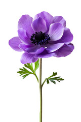 flower isolated on white transparent background, PNG file