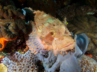 Tassled Scorpionfish (Scorpaenopsis oxycephala) resting on a sponge near Panglao Island, Philippines, blending perfectly into its colorful marine environment. Underwater photography and travel.