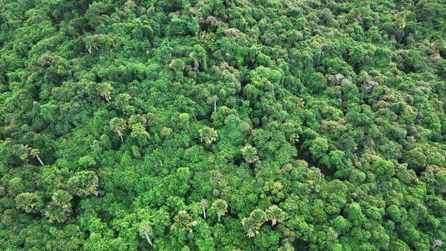 Seen from a bird's eye view, the unbroken canopy of a rainforest stretches into the distance in Indonesia.
