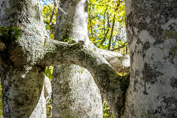 Fused branch between two trunks. Forest on Mount Ai-Petri, Crimea