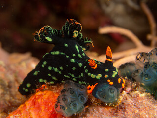 Dusky Nembrotha (Nembrotha kubaryana), dorid nudibranch with vibrant colors and intricate patterns, on the coral reefs of tropical waters near Bohol, Philippines.  Underwater photography and travel.