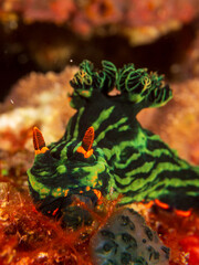 Dusky Nembrotha (Nembrotha kubaryana), dorid nudibranch with vibrant colors and intricate patterns, on the coral reefs of tropical waters near Bohol, Philippines.  Underwater photography and travel.