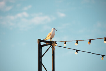 Seagull sitting on a tower with festoon lights