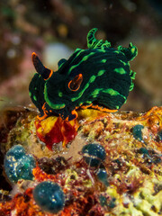 Dusky Nembrotha (Nembrotha kubaryana), dorid nudibranch with vibrant colors and intricate patterns, on the coral reefs of tropical waters near Bohol, Philippines.  Underwater photography and travel.