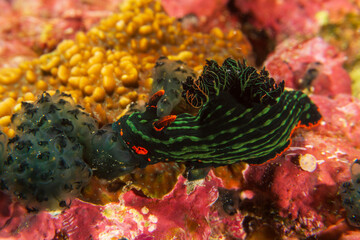 Dusky Nembrotha (Nembrotha kubaryana), dorid nudibranch with vibrant colors and intricate patterns, on the coral reefs of tropical waters near Bohol, Philippines.  Underwater photography and travel.