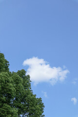 Bright blue sky background with flying crows playing in summer