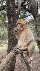 Monkey eating in tree