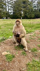 Fototapeta premium mother and baby monkey