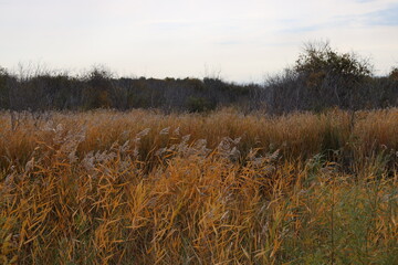 Fototapeta premium natural tall grass prairie in autumn