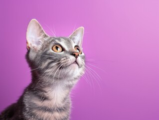 Close-up of a curious young tabby cat with a purple background. The cat's expressive eyes are looking upwards, capturing a moment of curiosity.