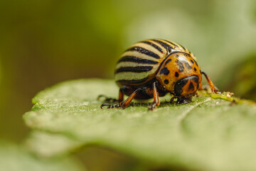 Colorado Potato Beetle on a Green Leaf