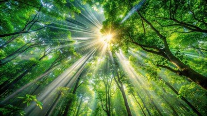 Rays of sunlight shining through dense forest canopy, forest, trees, light, sunbeam, nature, illuminated, beams