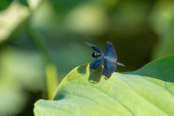 ハスの葉にとまってくつろぐチョウトンボ オス