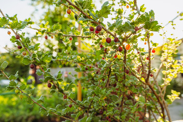 Fototapeta premium Close Up of Ripe Gooseberries on a Branch in Summer Sunlight