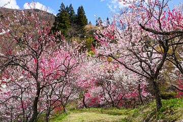 Fototapeta premium 長野県阿智村・月岡温泉郷の花桃