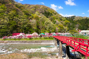 長野県昼神温泉郷・赤い橋と満開の花桃