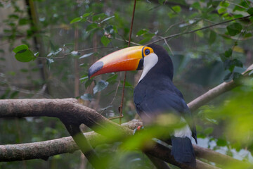 Tucán Toco entre las ramas de un árbol