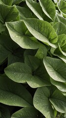 Fototapeta premium a closeup of a textured plants surface the surface is background