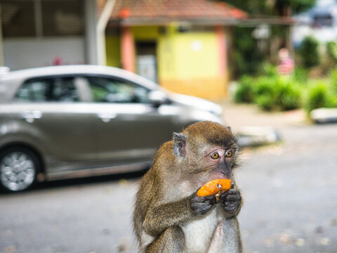 close up of a macaque