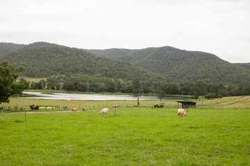 gokula farm NSW