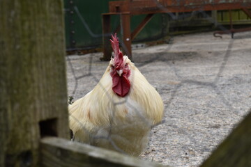 Rooster Behind Wire Fence