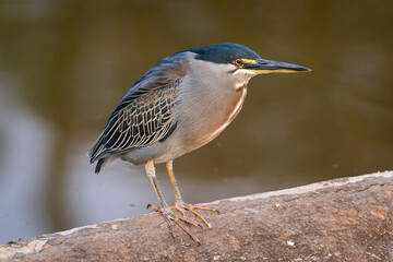Striated heron 