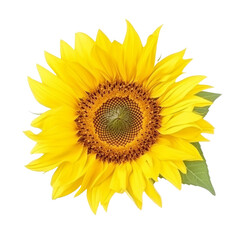Sunflower isolate on transparent png.
