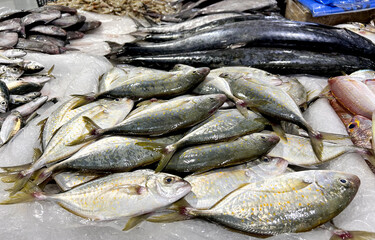 Fresh spotted trevally fish displayed in a market setting.