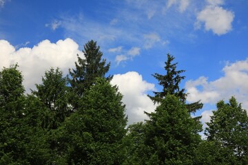 Green evergreen trees on a blue sky