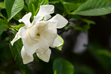 山道のクチナシ02