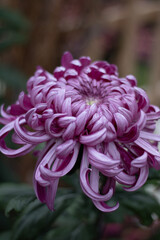 Purple Flora