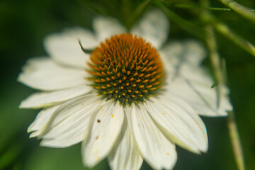 Close-up of an isolated white Echinacea flower