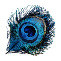 Obraz premium Peacock Feather Closeup., transparent, cut out