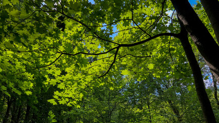 The crown of a maple tree with green leaves in the forest on a sunny afternoon.
