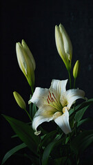 Obraz premium white lilies blooming in a dark room