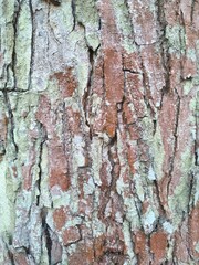 A closer look at the tree bark