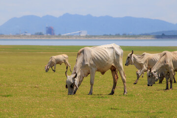 A herd of cows graze in a field near a body of water. The cows are all white and appear to be thin