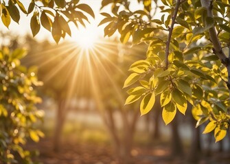abstract autumnal dreamy image of forest at sunset light.
