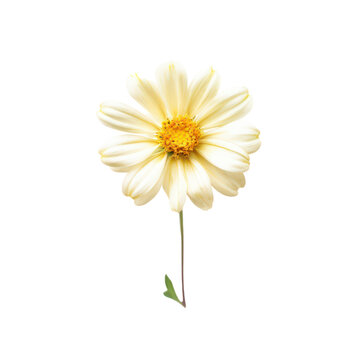 recommend clip art: Cosmos flower isolate on transparent png.
                    