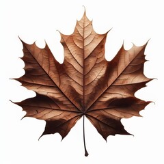 Fototapeta premium Isolated dry maple leaf with autumn colors on white background