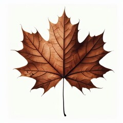Obraz premium Isolated dry maple leaf with autumn colors on white background