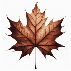 Fototapeta premium Isolated dry maple leaf with autumn colors on white background