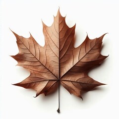 Naklejka premium Autumn dry maple leaf with vibrant colors of brown isolated on white background