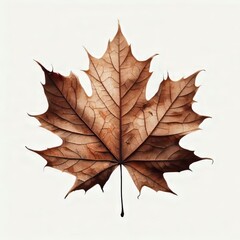 Fototapeta premium Single leaf isolated on white background showing autumn colors with closeup details